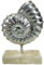 Generisch Muschel auf Holz Sockel 22 x 16 x 5 cm Maritim See Meer Figur Deko GTT J355