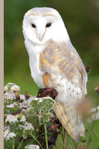 Barn Owl Notebook: Cute Owl Notebook with 120 Ruled Pages Perfect for Animal Lovers