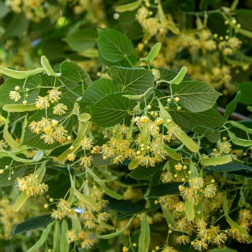 30 Pcs Bodhi Samen - Ficus Religiosa - Bonsai Baum, Nachhaltige Geschenke Bodhi Baum Bonsai Samen, Pflanzen Samen, Bäume Pflanzen Gartenpflanzen Winterhart Mehrjährig Topfpflanzen