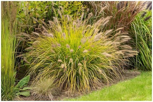 Stauden Gänge 10 x Pennisetum alopecuroides 'Hameln Gold' winterhart | Goldenes Ziergras für Sonne bis Halbschatten, Blüte August bis Oktober, mehrjährig, 1 L Topf (11x11 cm)
