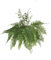 HELECHO MACHO M15 PLANTA NATURAL PERFECTA PARA EL EXTERIOR