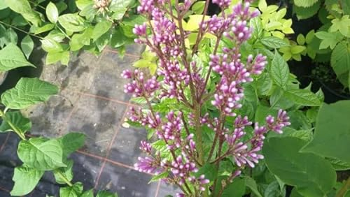 Syringa josikaea - Ungarischer Flieder