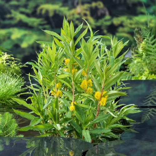 Lysimachia thyrsiflora Tufted Loosestrife Marginal Aquatic 9cm Pot x 2 Plant sBy Thompson & Morgan