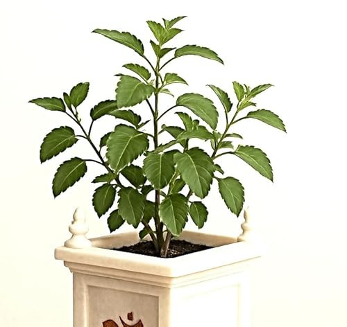 Tulsi Samen, Heiliges Basilikum, Ocimum tenuiflorum, holy Basil, Tulasi seeds (5000 Samen)