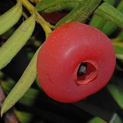 Semi himalayano Yew Tree (Taxus wallichiana mairei) 20 + Semi