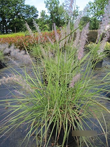 Pennisetum orientale - Orient-Lampenputzergras