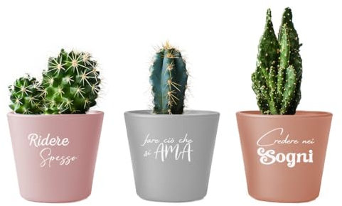 Generico Ridi Ama Sogna Set 3 Piantine Cactus specie varie Personalizzate Piante Finte in Vaso Interno Esterno Verde Idea Regalo Decorazione Casa Bagno Uffici da Tavola Cucina Vasi neri