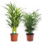 Plant in a Box - Palmiers d'intérieur - Mélange de 2 - Areca, Chamaedorea - Pot 17cm - Hauteur 50-70cm - Plantes d'intérieur