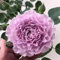 CFGRDEW Strauchrosen, Duftrosen, Hybridrosen, zweifarbige Rosen-Rosen pflanzen winterhart-4Pflanze-J