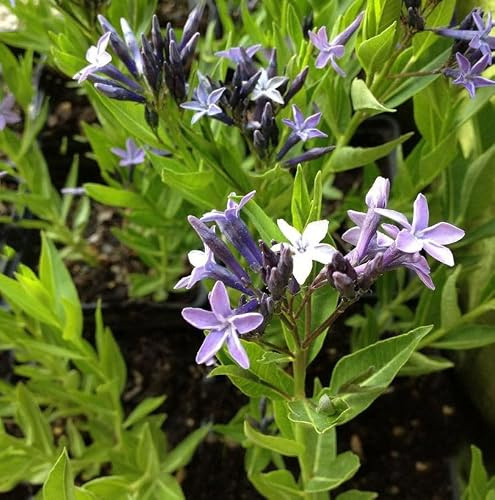 Orientalischer Blaustern - Amsonia orientalis - lebende Gartenpflanze aus den Baumschulen