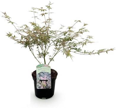 Acer palmatum Iyoshi Érable du Japon, 2 plantes dans un pot de 19 cm, 70 cm de haut, plante de balcon et de terrasse, couleur d'automne rose, érable décoratif pour jardin et pot
