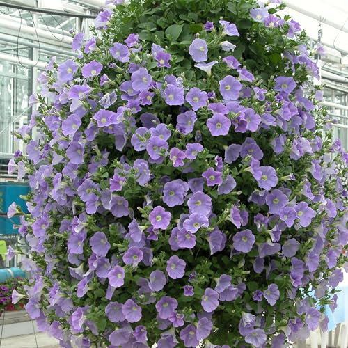 9 x Petunia Plant - Hanging Basket Plants Outdoor Garden Ready in 9cm Pots, Surfinia Make Good Hanging Plant, These are not Plug Plants. (9, Heavenly Blue)