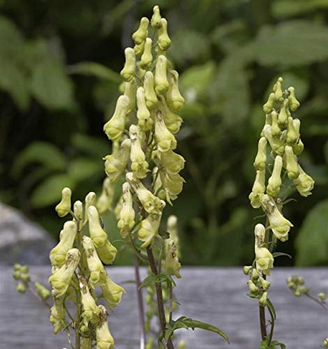 Eisenhut Ivorine - Aconitum napellus - Gartenpflanze