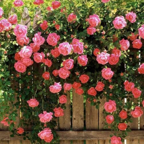 100 Stück Klettern Rosensamen Garten Home Balkon Zäune Dekor Pflanzen Blumen Gartensamen zum Pflanzen jetzt Rosa