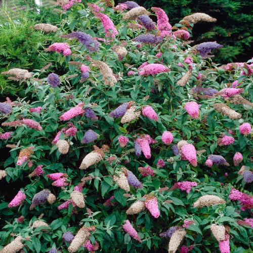 YouGarden Buddleia 'Tricolour', Set of Two Established Plants 2 Litre Pots, Butterfly Bushes Colourful Blooms Ready to Plant