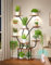 OUTONLIFE Plant Stand Indoor with Grow Lights, 9-Tier 51 Tall Metal Plant Shelf with Full-Spectrum LED Grow Light, Space-Saving X Design, Stable Plant Rack Display Shelf for Home Decor & Patio