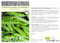 Seedeo® Markerbse Wunder von Kelvedon (Pisum sativum L) ca.100 Samen BIO