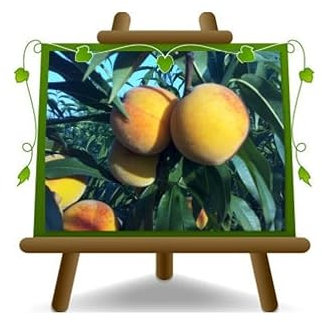 Pêches nectarines à la pulpe jaune Indipendence - Plante fruitière vieux greffé sur pot 26 - arbre max 200 cm - 4 ans