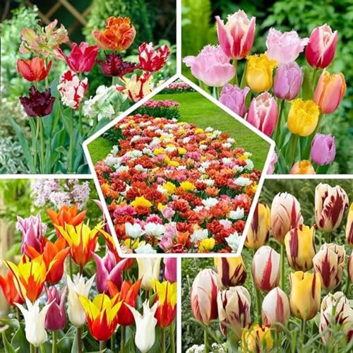 Tulipán bulbos,mezcla de bulbos de tulipán,tulip bulbs,Tulipán raro,Plantas de interior al aire libre,bulbos de tulipán,Bulbos de floración primaveral,Ideales para su jardín.-5bulbos-A