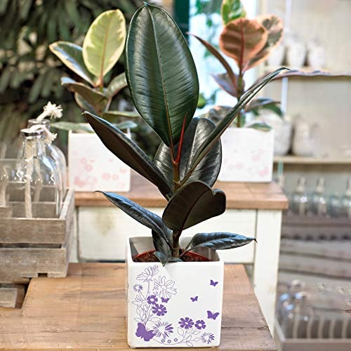 Ficus Abidjan | Zimmerpflanze Gummibaum fürs Büro (30-40 cm inkl. Topf)