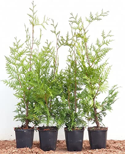 Thuja occidentalis 'Brabant' 40-60 cm - Lebensbaum, immergrün, ideal als Hecke, schnellwachsend, winterhart, pflegeleicht