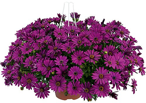 Osteospermum 'Erato Basket Purple'. Plug Plant x 4. African Daisy. Trailing Flowers for Hanging Baskets. Available from Bedwen Plants.
