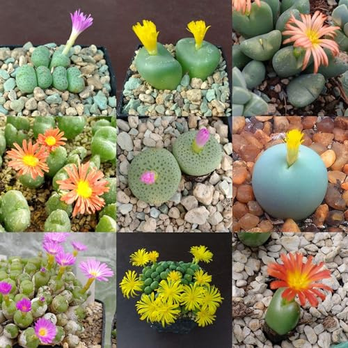 SUNNYPLANTS - Conophytum Pflanzenmischung, Seltene Sukkulenten, Lebende Stein-Sukkulenten, Lithops, Bunte Sukkulenten, 6 Pflanzen, Zimmerpflanze