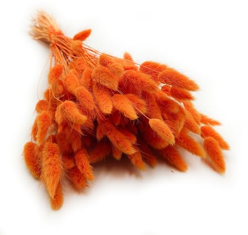 Enchanted Dekogras Getrocknetes Gras Ziergras Hasenschwänze Lagurus Ovatus Samtgras Häschen-Schwanzgras Trockenblumen Natürlich Boho 120 - 150 Stück 100 g Mandarinenorange