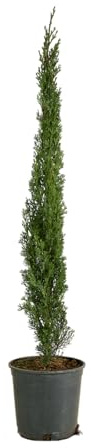 Bloomique - Cupressus Sempervirens - Cipresso italiano - Piante da giardino - Resistente - Sempreverde - Altezza 80-100 cm - Vaso 18 cm