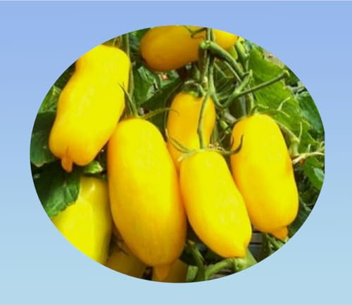 graines tomate banana legs 50 graines - banane jaune - Planète graines - Solanum lycopersicum
