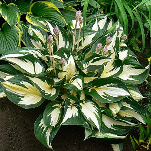 Hosta 'Fire & Ice'. Plug Plant x 3. Incredible Green and White Foliage. Shade Plant. Plantain Lily. Available from Bedwen Plants.