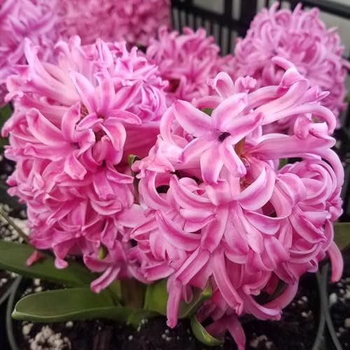 Carbeth Plants - 16 x Hyacinth Pink Pearl Spring Bulbs - Highly Fragrant Outdoor Flowering Perennials - UK Hardy Low Maintenance Pollinator Friendly - Grow in Beds, Borders and Patio Pots