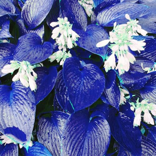 winterharte, Funkien, Knollen, Funkien, zwiebeln, Stauden, dekorative Zierblumen, lebende Pflanzen, Stauden, winterharte Funkien, seltene Pflanzen, natürliche Rhizome-4 zwiebeln-D