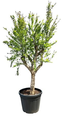 Sunny Tree Granatapfelbaum, 200 cm, Winterhart, Punica Granatum, Größe L