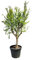 Sunny Tree Granatapfelbaum, 200 cm, Winterhart, Punica Granatum, Größe L