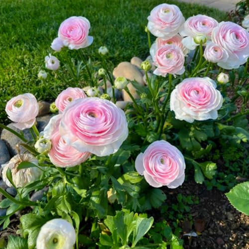 Premium Ranunkel-Knollen - Winterharte Blütenpracht - Einfach zu pflanzen - Perfekt für Beete und Kübel - Üppige, farbenfrohe Blüten-20 zwiebeln-G