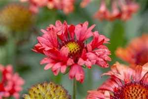Gaillardia x grandifl.'Fanfare Blaze' -R- Einjährige Kokardenblume im Topf gewachsen
