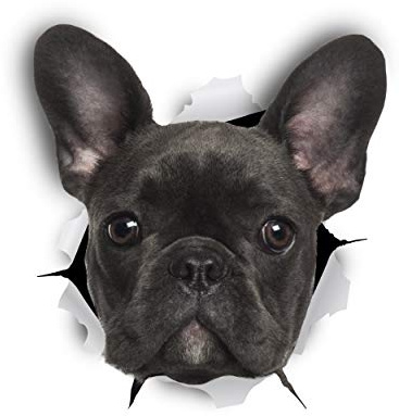 Winston & Bear 3D-Hund Aufkleber - 2 Pack - Französisch Bulldog Aufkleber für Wand, Kühlschrank, WC und mehr Frenchie Aufkleber