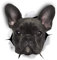 Winston & Bear 3D Hund Aufkleber - 2er-Pack - schwarz französische Bulldogge Aufkleber für Wand, Kühlschrank Frenchie Aufkleber