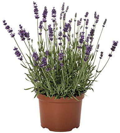 DECOALIVE Lavanda Cantueso Tomillo Borriquero Planta Natural en Maceta con Flores de Temporada Flor Natural