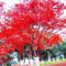 Haloppe 40 Stücke Amerikanischer Ahorn Pflanzen Samen für Hausgarten Pflanzen, Amerikanischer Ahorn Baum Samen Pflanze Hausgarten Bonsai Yard Street Decor Ahornbaum-Samen