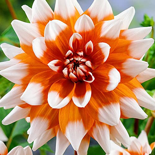 1 x Dahlia Decorativo Dúet Naranja - Borders & Ropa de cama - Colección Premier - Pétalos de naranja vistosos - Se ve impresionante - para tu hermoso jardín