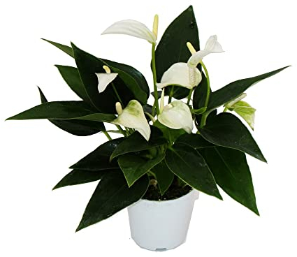 Exotenherz - Kleine Flamingoblume - Anthurium andreanum - Baby-Anthurie - Mini-Pflanze - 7cm Topf - weiss blühend - White Champion