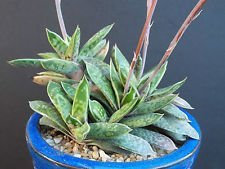 Seeds Gasteria Liliputana exotic rare miniature juicer cactus aloe seed 50 seeds