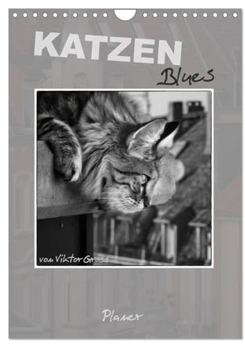 Katzen Blues/Planer (Wandkalender 2026 DIN A4 hoch), CALVENDO Monatskalender: Norwegische Waldkatzen - über den Dächern von Münster (CALVENDO Tiere)