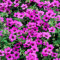6 x Geranium 'Patricia' - Storchschnabel Patricia Topf 9x9cm