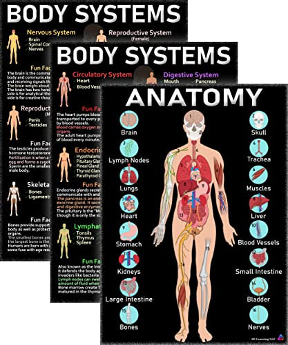 Laminierte Poster Human Anatomy & Body Systems, 35,6 x 49,5 cm, wissenschaftliche Bildungstabellen und Klassenzimmer-Dekorationen, Schulbedarf, Lernposter für Biologieunterricht, MINT und Dampf
