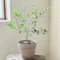 Acquista semi di ulivo olivo piante da giardino decorazione del balcone albero di melograno piante in vaso semi bonsai ulivo comprare alberi resistenti in vaso d'appartamento stelo 16pcs