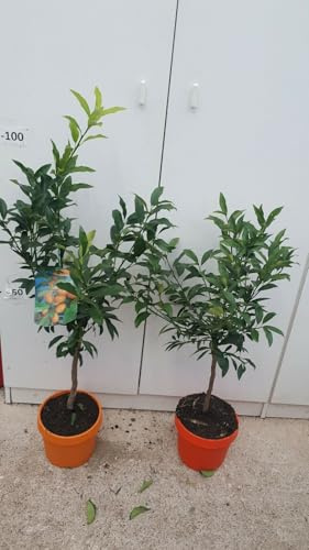 PIANTA DI KUMQUAT (MANDARINO CINESE) vaso 20 cm COLORATO (foto reali)