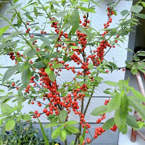 10 pcs stechpalme baum samen bienenweide saatgut blumenwiese samen bäume wildblumensamen mehrjährig balkon bonsai baum winterfeste pflanzen für balkon robuste balkonpflanzen winterhart